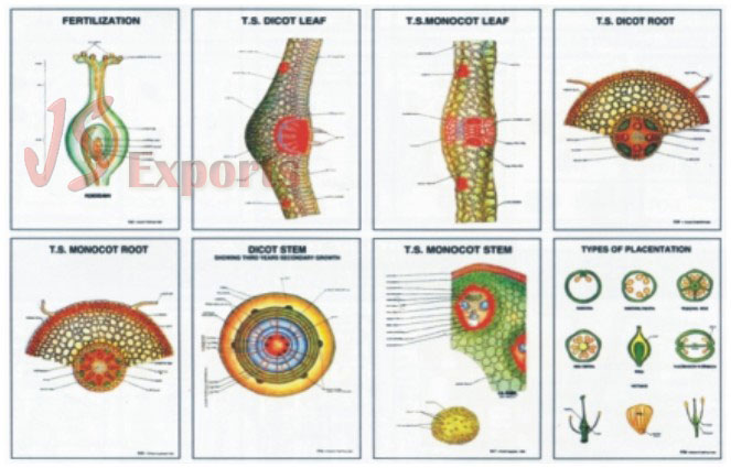 BOTANY III (Set of 8)